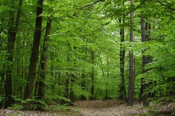 Una vita rischiosa per gli alberi