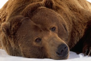 orso-bruno