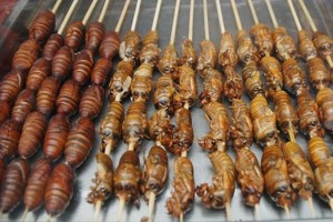 insetti cibo