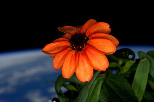 Primo fiore sbocciato nello spazio